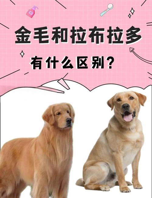 金毛是否
就是拉布拉多犬?
