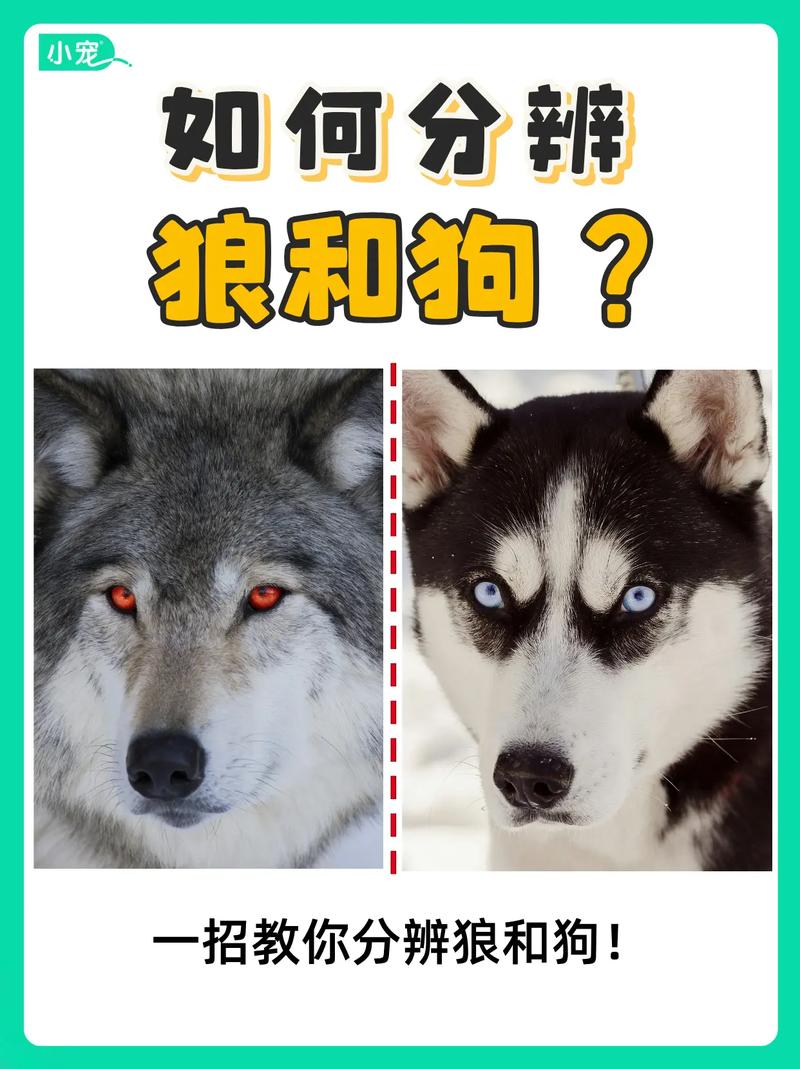 哈士奇和狼的区别