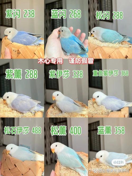 紫熏牡丹鹦鹉有什么特点呢?