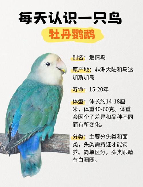 牡丹鹦鹉的性格有哪些特点呢?