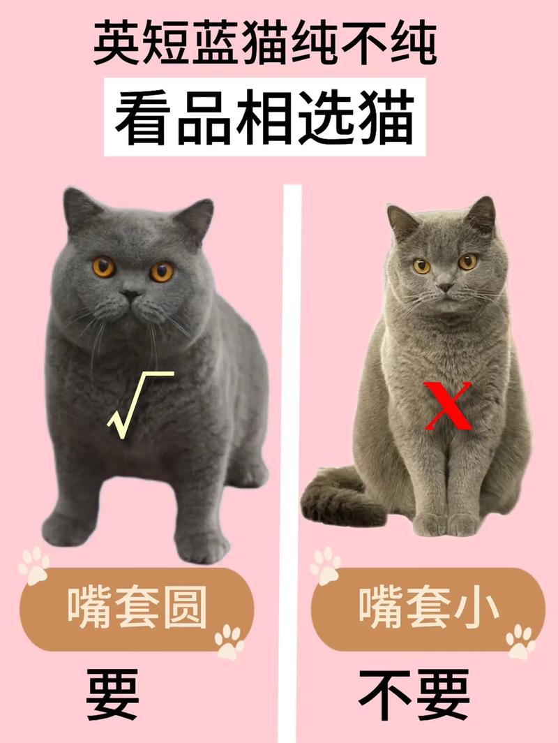 俄罗斯蓝猫怎么看纯不纯?