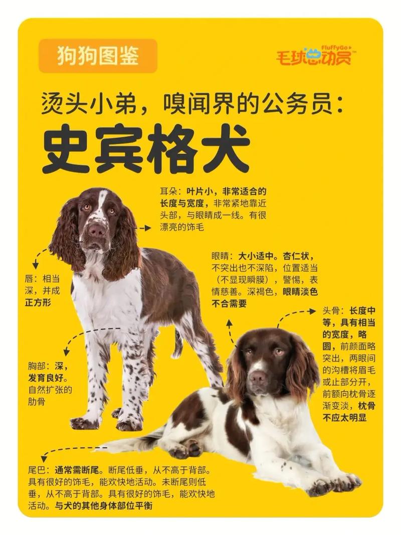 一条品质较好史宾格犬多少钱?