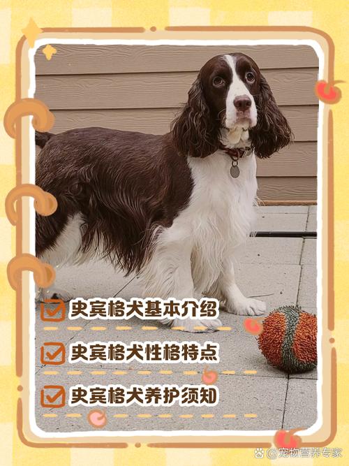 史宾格犬多少钱一只