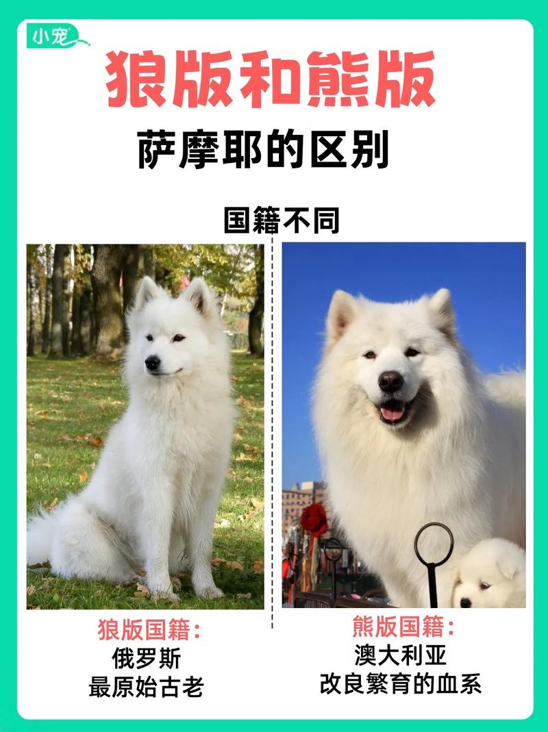 如今喜欢养宠物的人越来越多,怎么看萨摩耶犬是否
纯种呢?