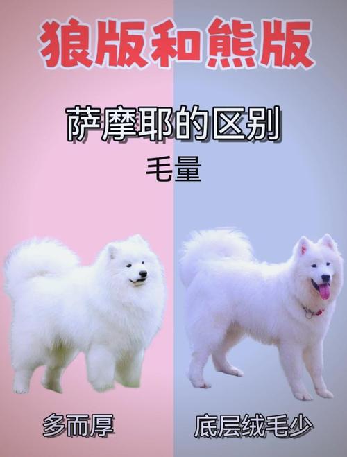 求熊版萨摩耶长大后的图片