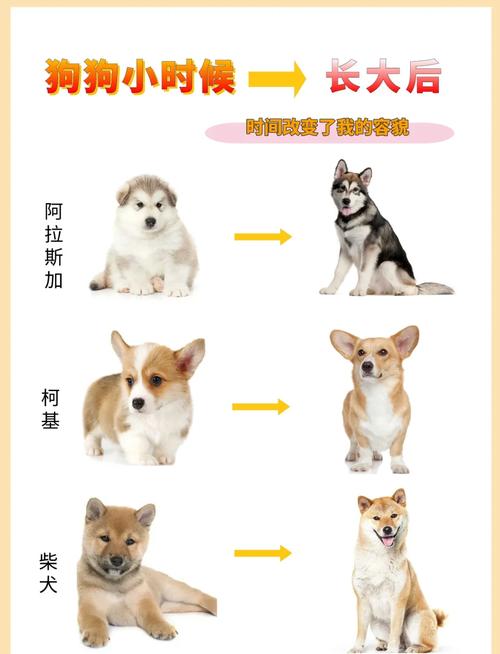 同一只狗狗竟然有两副面孔?小时候VS长大