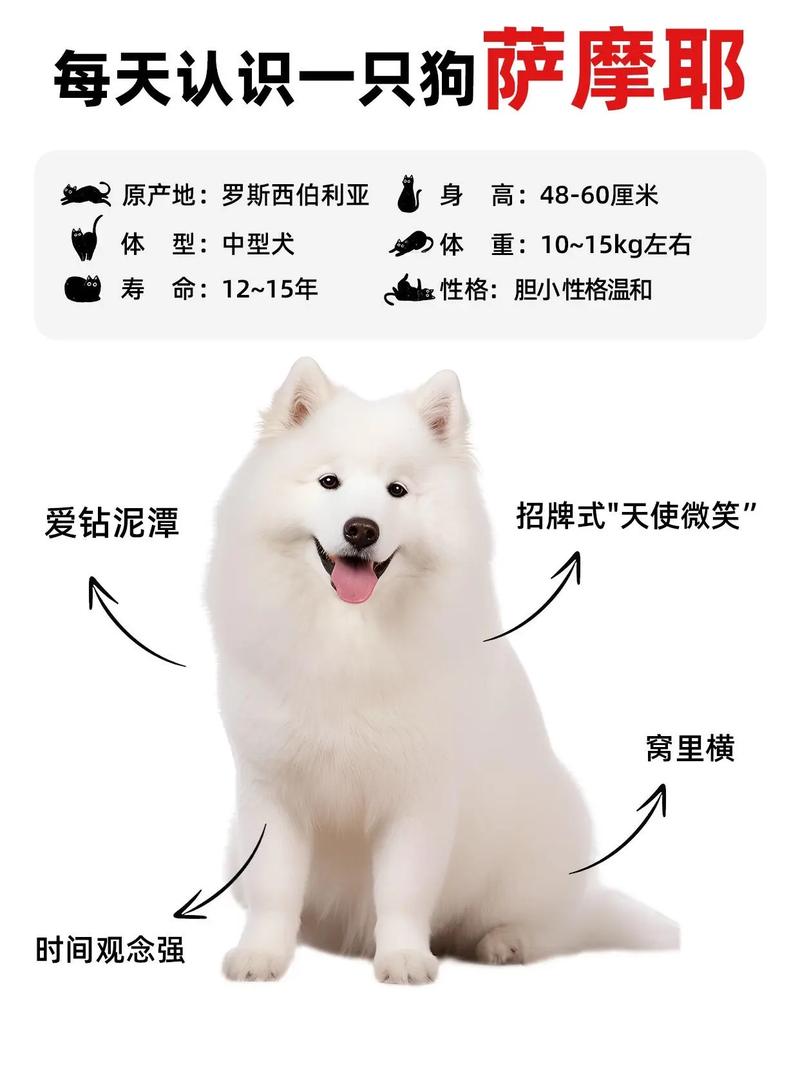 萨摩耶纯与不纯长大后区别?