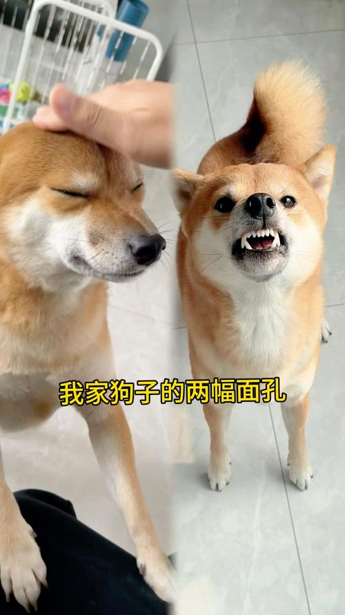 萨摩耶犬怎么看纯不纯?几个月大能看出来?怎么训练它?多大开始训练?_百度...