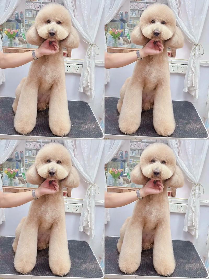 巨贵犬多少钱一只