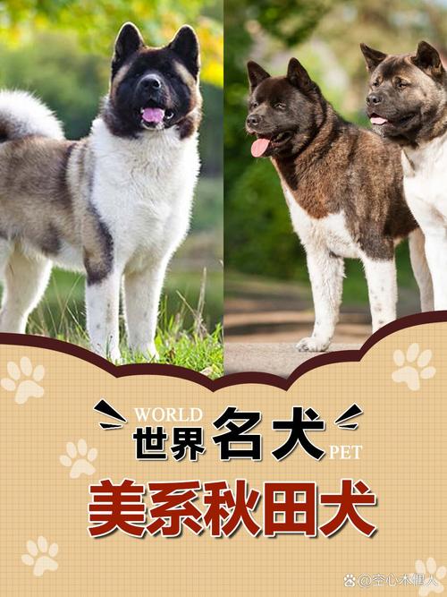 美系秋田犬的基本信息