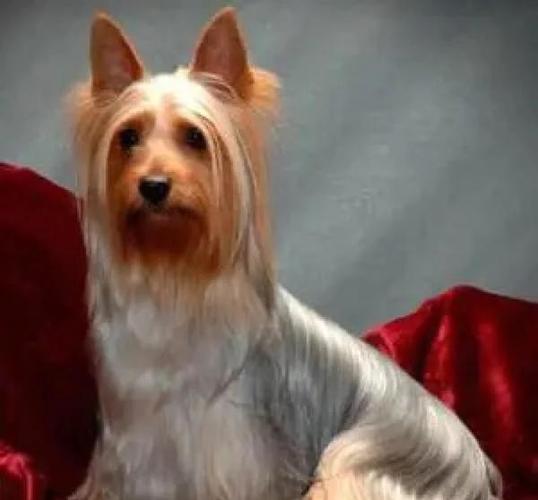 丝毛梗幼犬该怎么挑选?