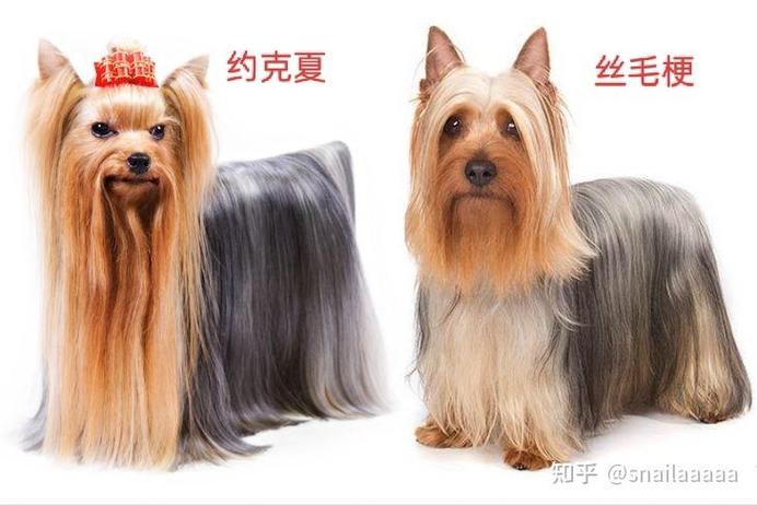 丝毛梗身上为什么会长白毛?