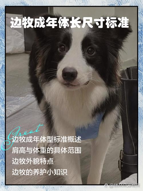 边牧寿命一般多少年?