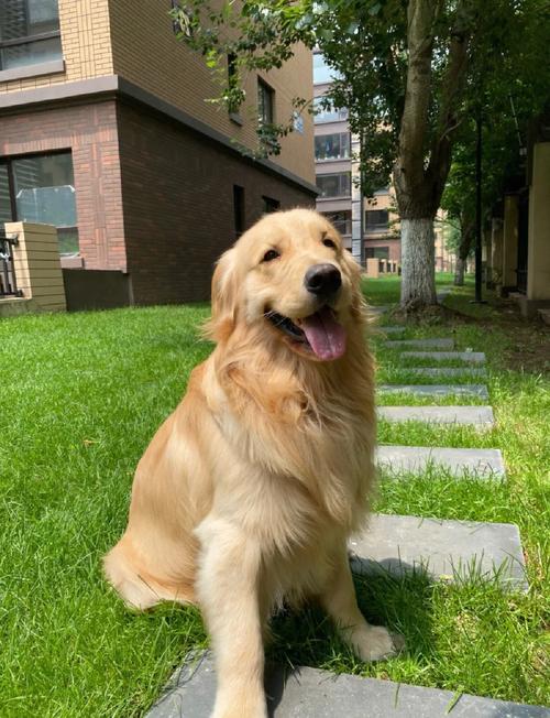 金毛狗狗吃什么对毛好