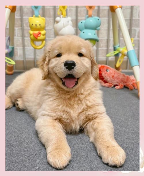 金毛吃什么对毛好