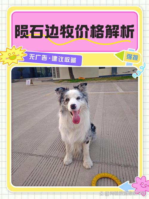 陨石边牧费用
多少