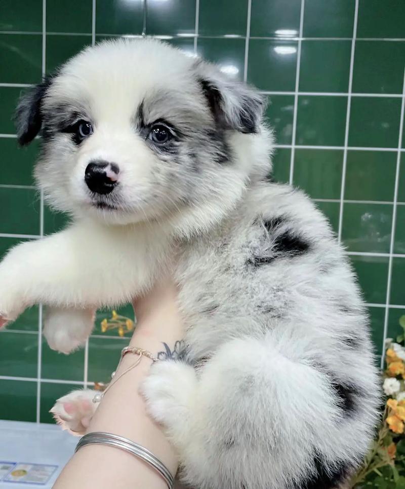 陨石边牧犬市场费用
怎么样呢?