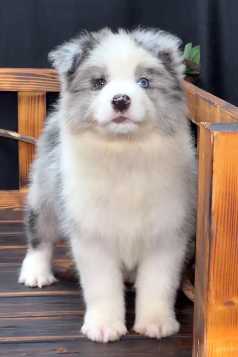 陨石边牧多少钱一只幼犬