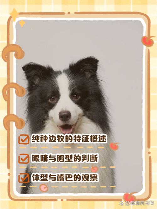 边牧犬怎么看纯不纯