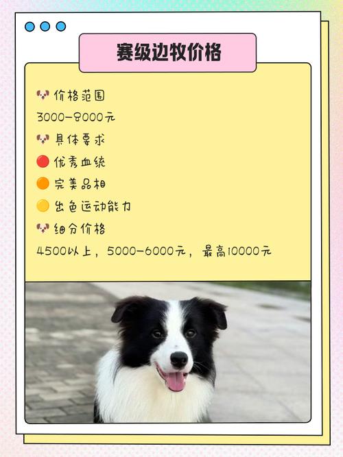 真假边牧幼犬的特点