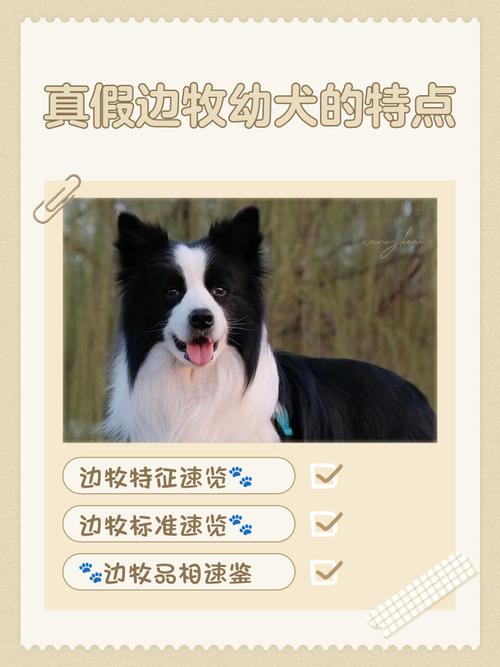 边牧幼犬纯种的品相长什么样?