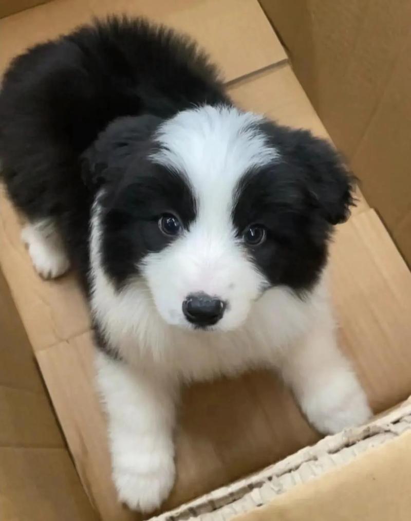 4个月尴尬期的边牧是什么样子的?