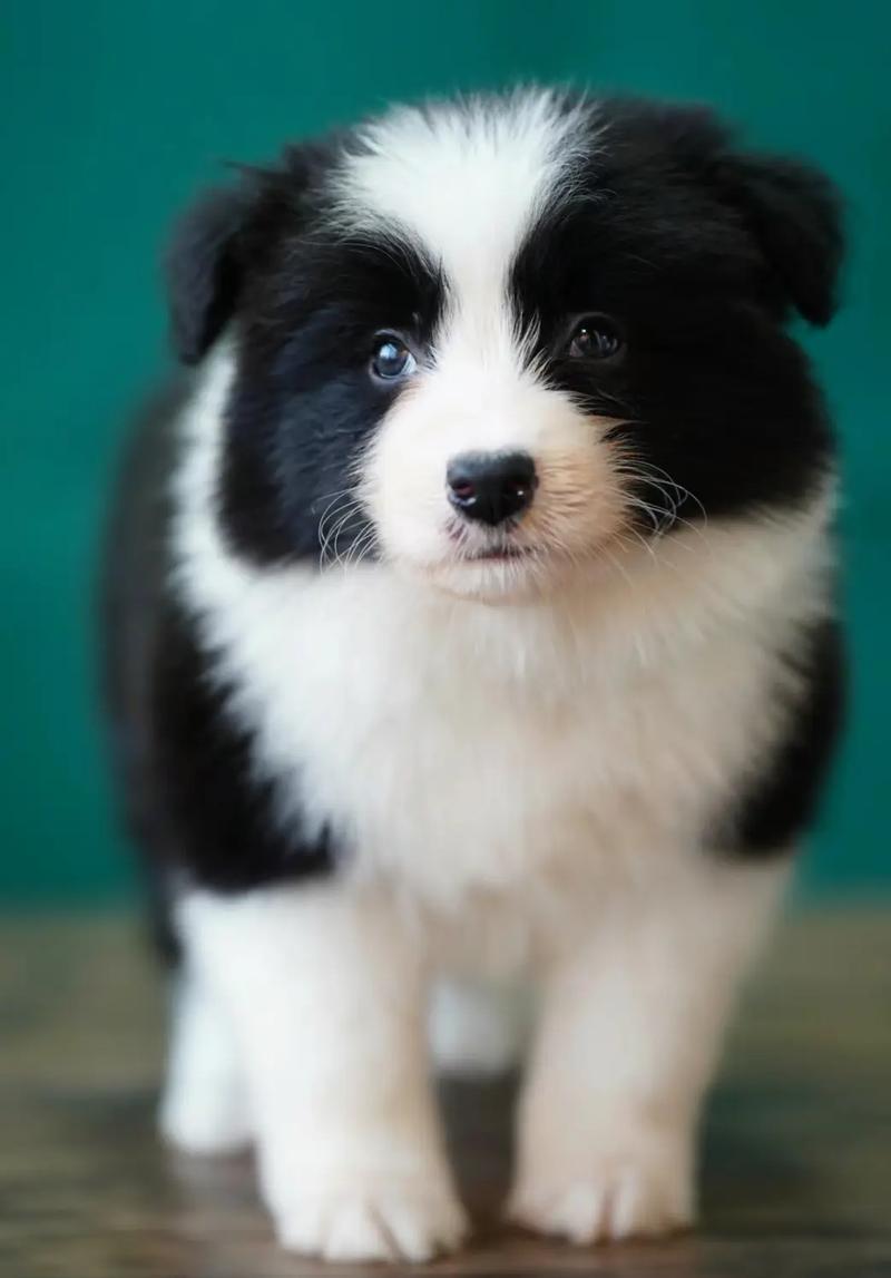 如何挑选纯种的边牧幼犬?