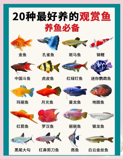 观赏大型热带鱼有哪些