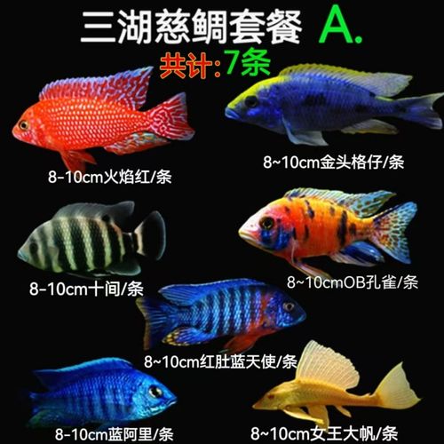 马鲷鱼可以和什么混养