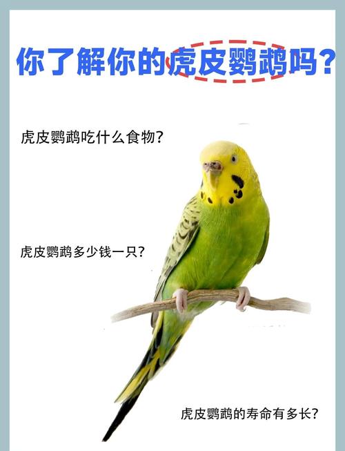 虎皮鹦鹉吃什么食物?