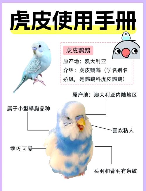 虎皮鹦鹉吃什么