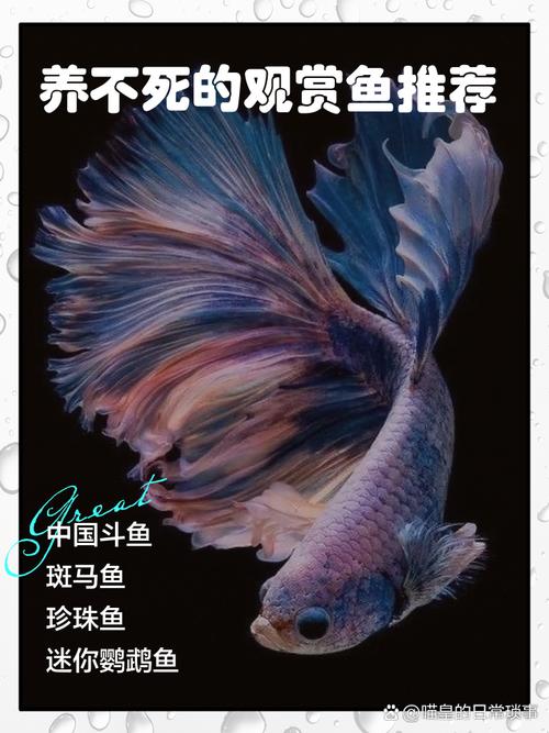 前十
新手养不死的淡水观赏鱼