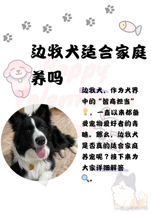 边牧不训练会聪明吗