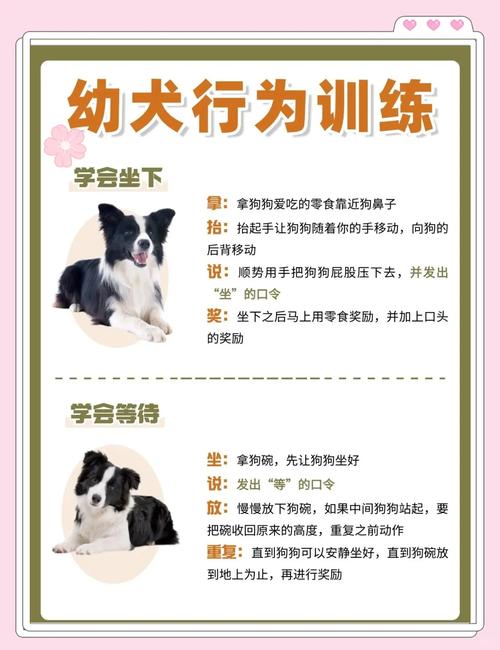 边牧需要怎么训练?