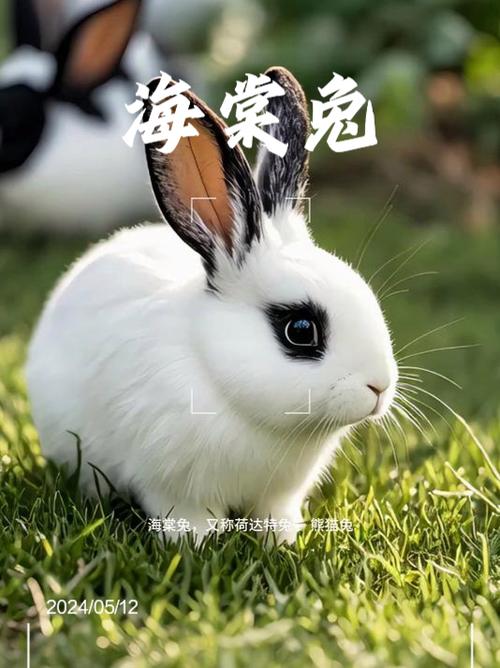 宠物百科-海棠兔