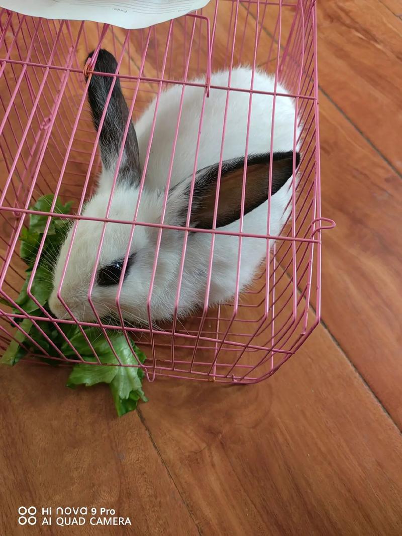 大型兔子品种有哪些?