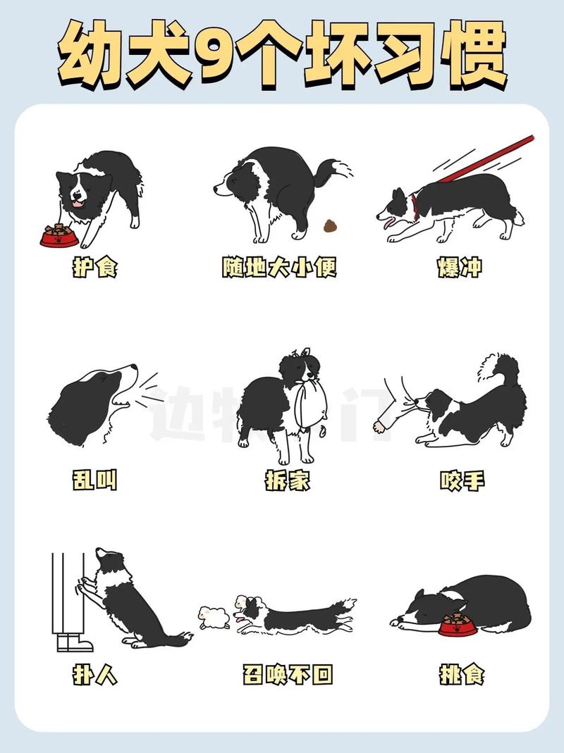 养了一只四个月的边牧,能学会指令,但是不服从怎么办?