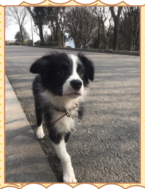 边牧几个月开始训练,满四个月龄后训练效果比较好
