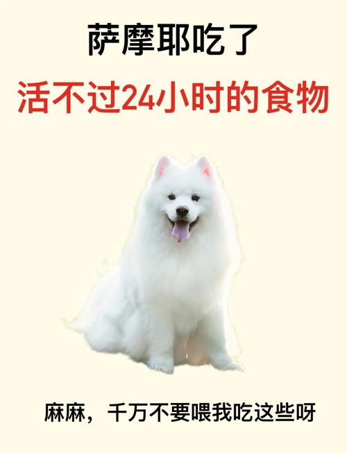 萨摩耶犬喂养吃什么