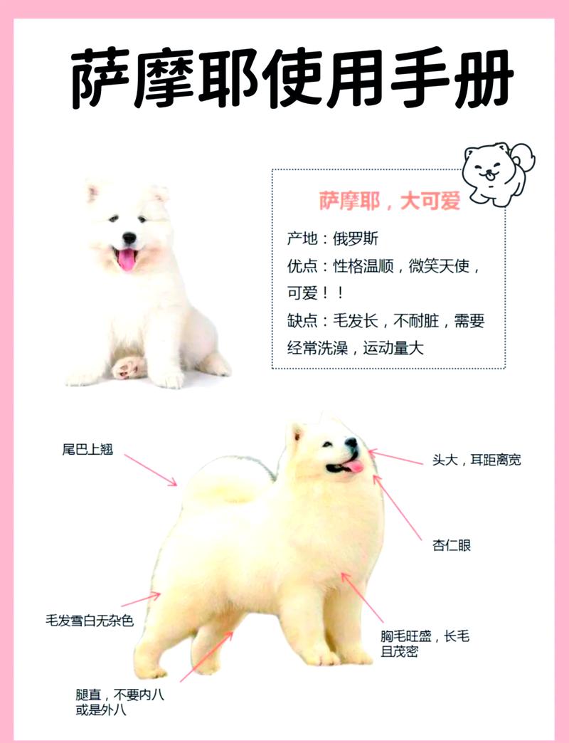 萨摩耶如何训练