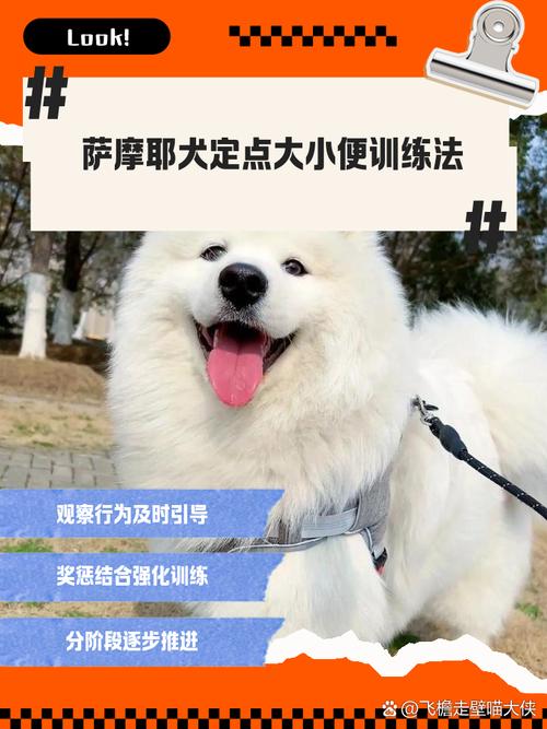 萨摩耶怎么训练听话