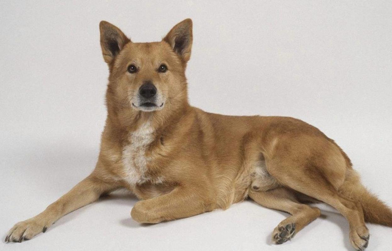 想要养好迦南犬,需要注意哪些方面?