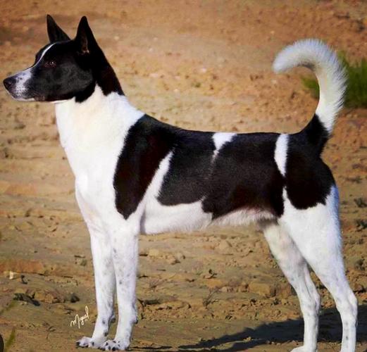 卡南犬有哪些优缺点?