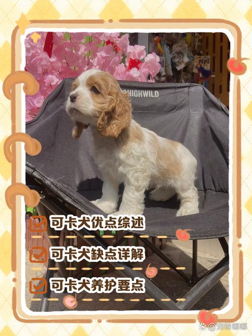 迦南犬睡眠质量特别差,该怎么照料?