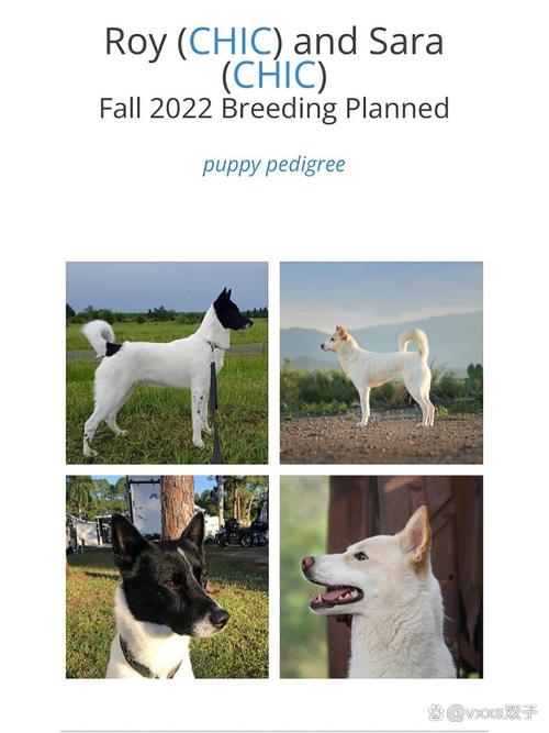 迦南犬趾间炎总是反复发作,如何科学治疗?
