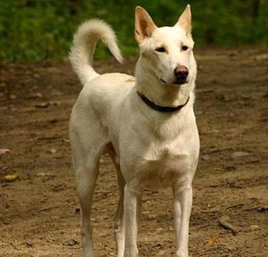 为什么迦南犬的毛色越养越难看?