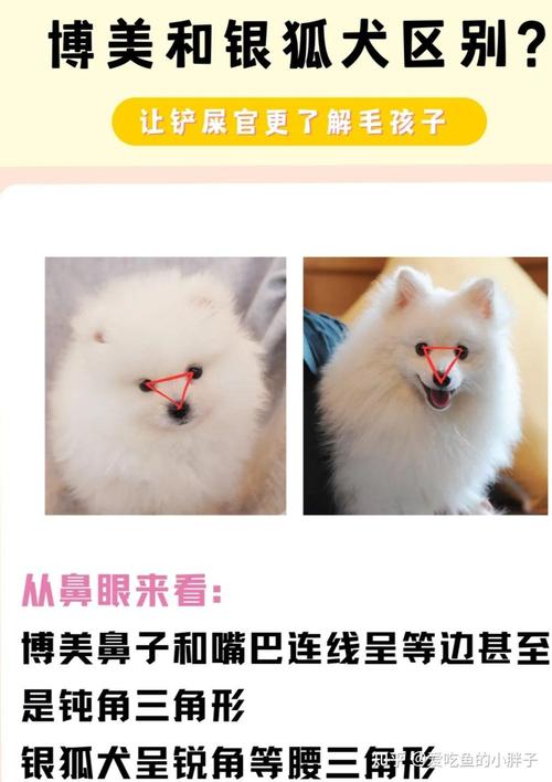 博美犬和银狐犬的区别是什么呢?