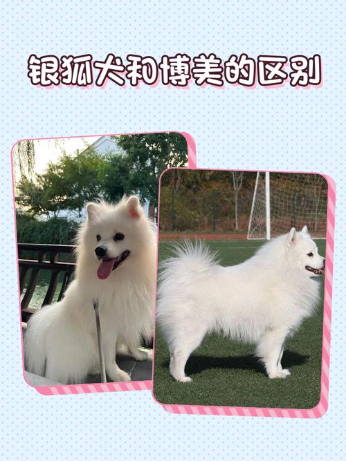 银狐和博美傻傻分不清,看看这3个方面!
