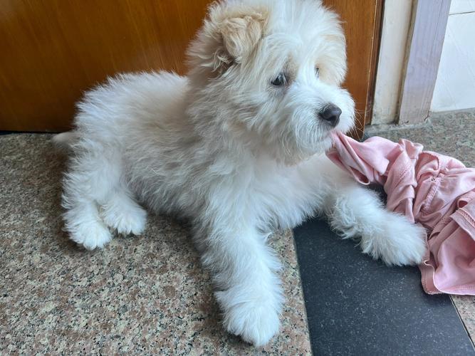 比熊土狗串串需要断尾吗?