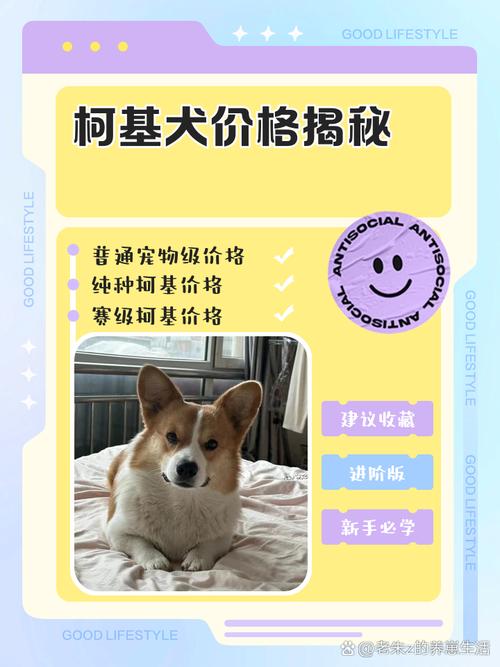 柯基的费用
是怎样的
